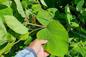 Fallopia x bohemica Bohemian Knotweed (F. japonica x sachalinensis)