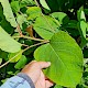 Fallopia x bohemica