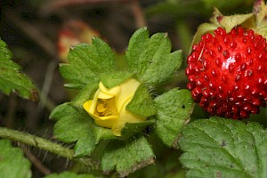 Potentilla indica Yellow-flowered Strawberry