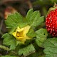 Potentilla indica