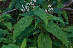 Himalayan Knotweed: Persicaria wallichii