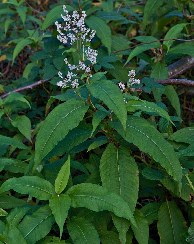 Persicaria wallichii - © Charles Hipkin