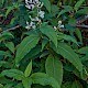 Persicaria wallichii