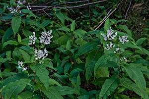 Himalayan Knotweed: Persicaria wallichii