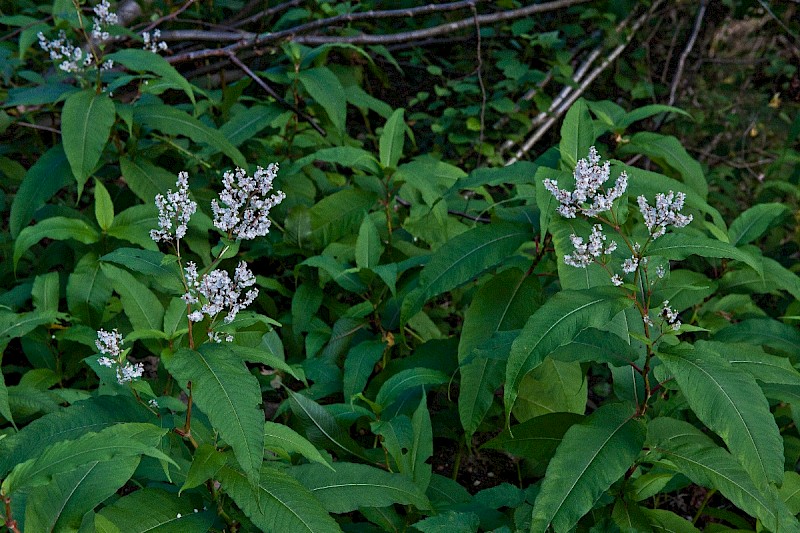 Persicaria wallichii - © Charles Hipkin