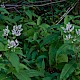 Persicaria wallichii