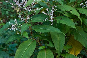 Himalayan Knotweed: Persicaria wallichii