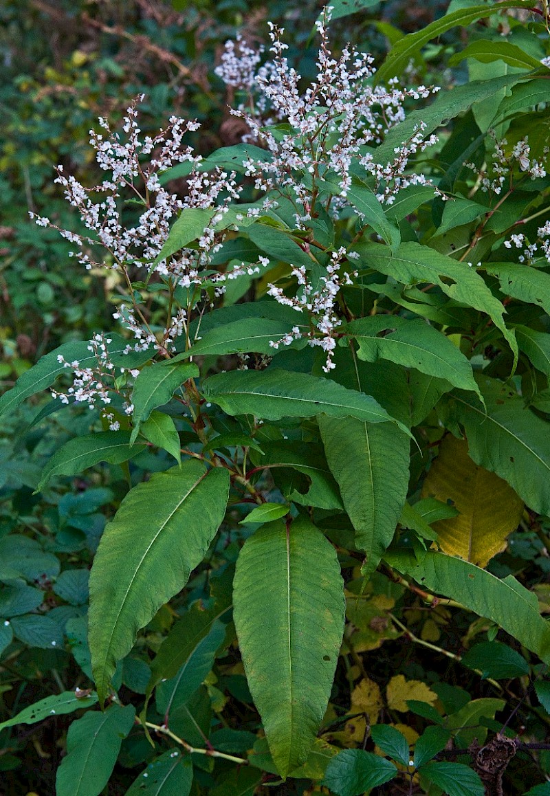 Persicaria wallichii - © Charles Hipkin