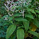 Persicaria wallichii