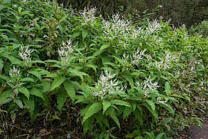 Persicaria wallichii Himalayan Knotweed