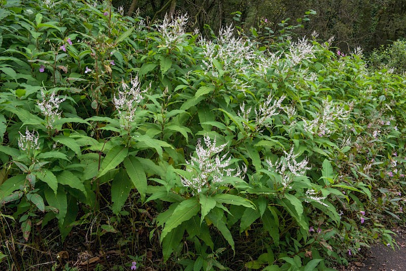 Persicaria wallichii - © Charles Hipkin