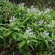 Persicaria wallichii