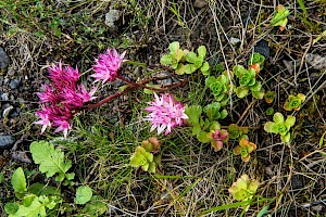 Sedum spurium Caucasian-stonecrop