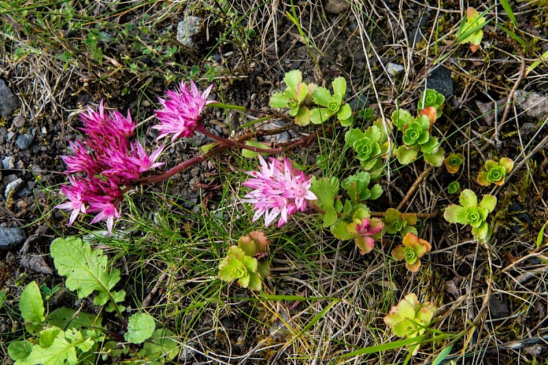 Sedum spurium - © Charles Hipkin