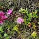 Sedum spurium