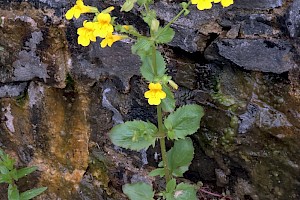 Monkeyflower: Mimulus guttatus