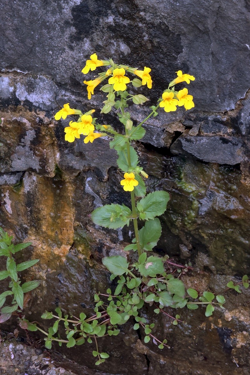 Mimulus guttatus - © Charles Hipkin