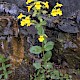 Mimulus guttatus