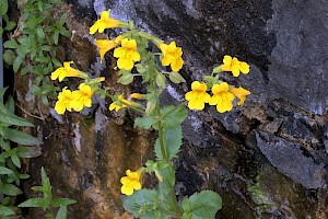 Monkeyflower: Mimulus guttatus