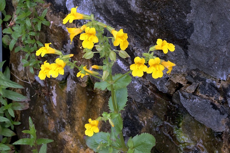 Mimulus guttatus - © Charles Hipkin