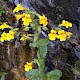 Mimulus guttatus