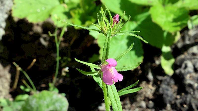 Misopates orontium - © Charles Hipkin