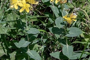 Hypericum montanum Pale St John's-wort