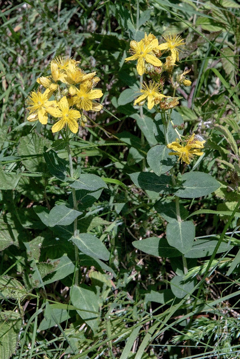 Hypericum montanum - © Charles Hipkin