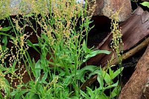 Sheep's Sorrel: Rumex acetosella