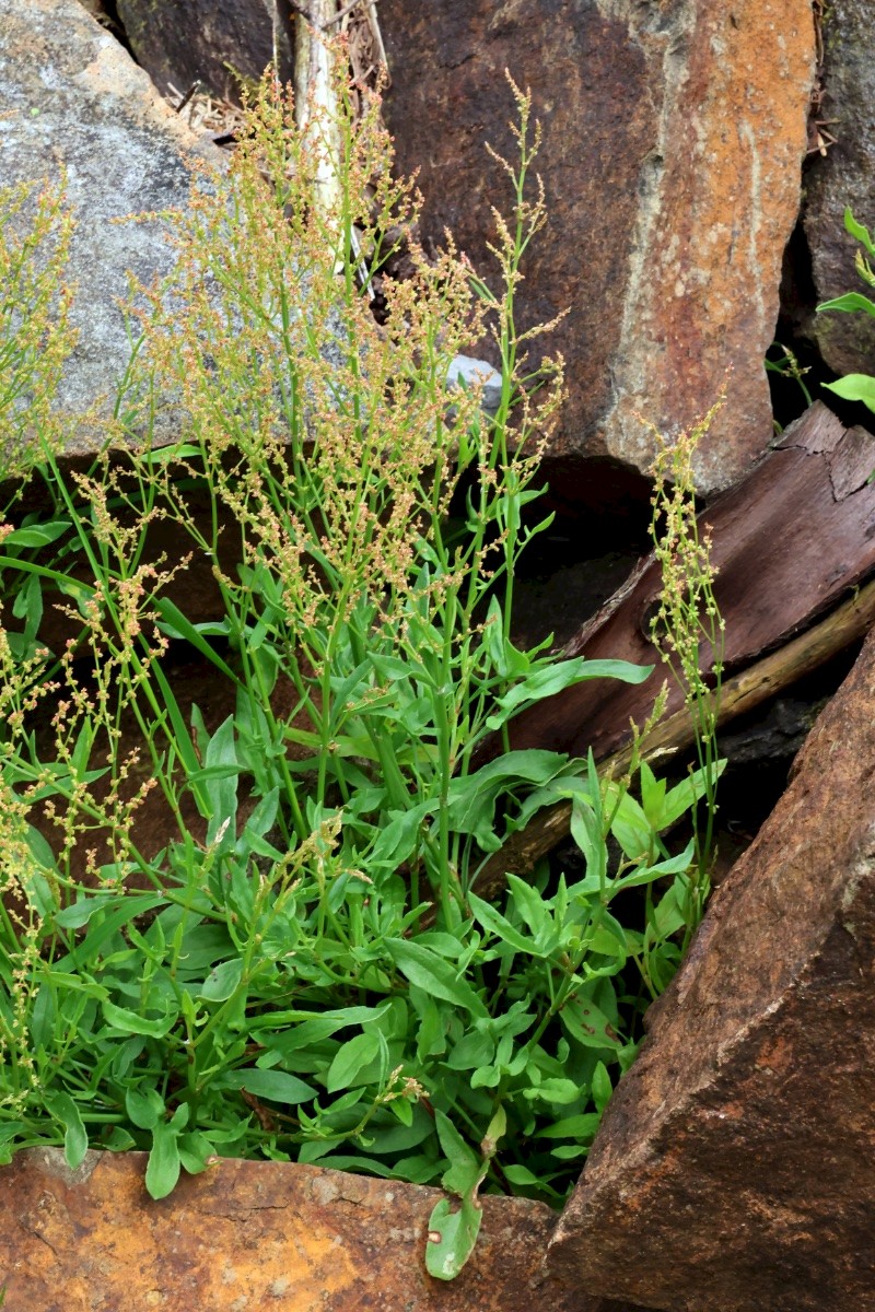 Rumex acetosella - © Charles Hipkin