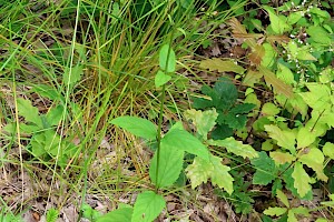 Common Figwort: Scrophularia nodosa