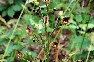 Common Figwort: Scrophularia nodosa