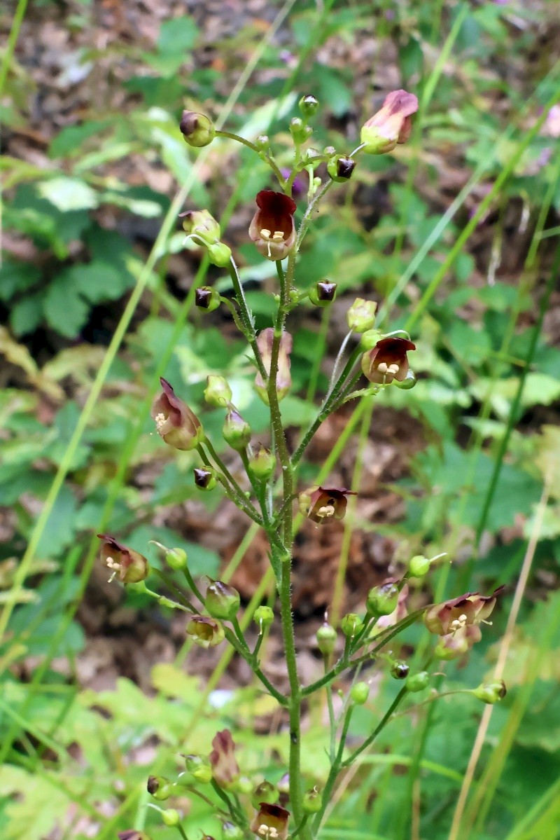 Scrophularia nodosa - © Charles Hipkin