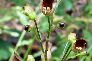 Common Figwort: Scrophularia nodosa