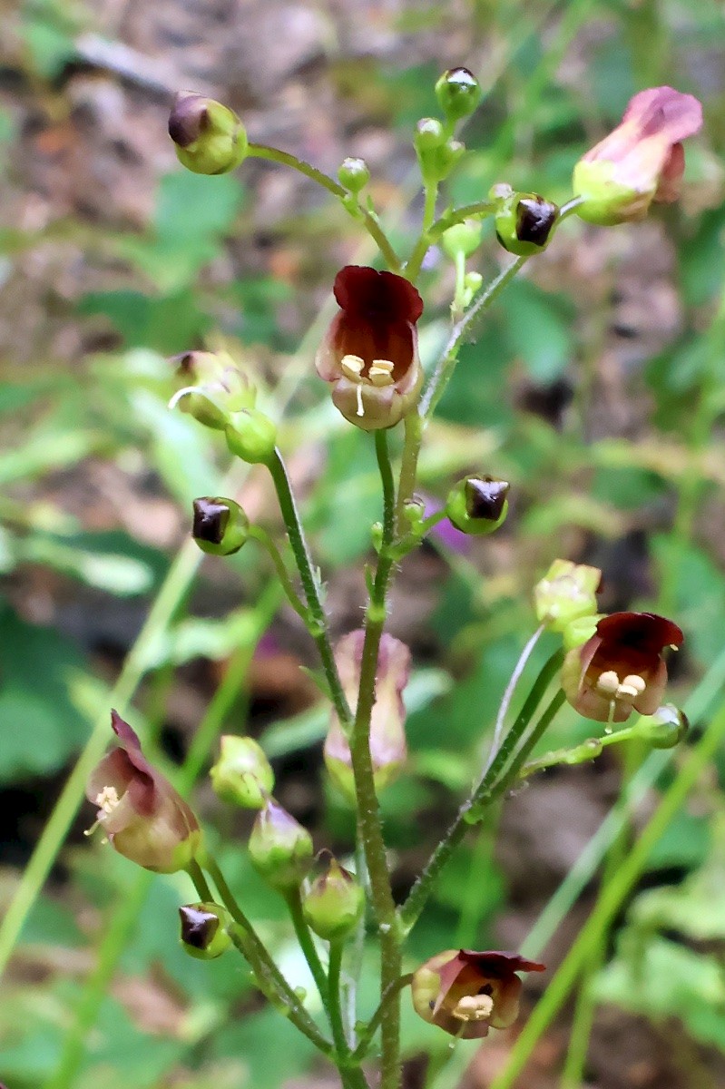 Scrophularia nodosa - © Charles Hipkin