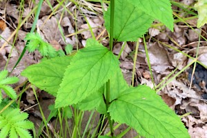 Common Figwort: Scrophularia nodosa