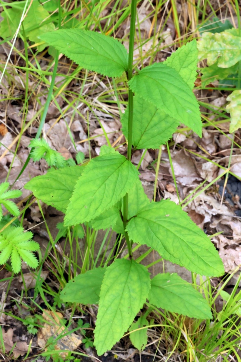 Scrophularia nodosa - © Charles Hipkin