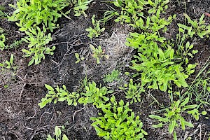 Sheep's Sorrel: Rumex acetosella