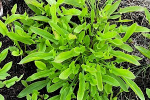 Sheep's Sorrel: Rumex acetosella