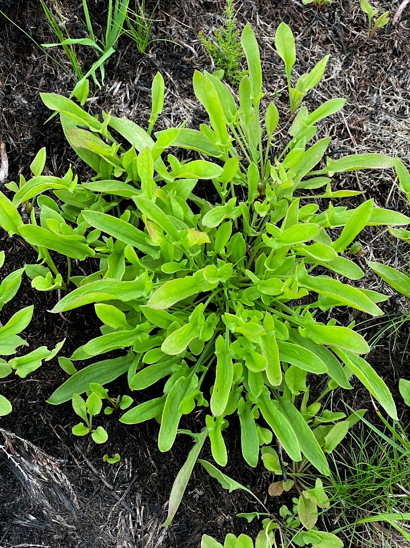 Rumex acetosella - © Charles Hipkin