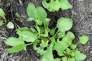 Sheep's Sorrel: Rumex acetosella