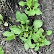 Rumex acetosella