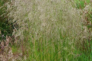 Tufted Hair-grass: Deschampsia cespitosa