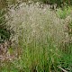 Deschampsia cespitosa