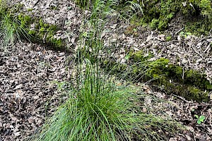 Tufted Hair-grass: Deschampsia cespitosa