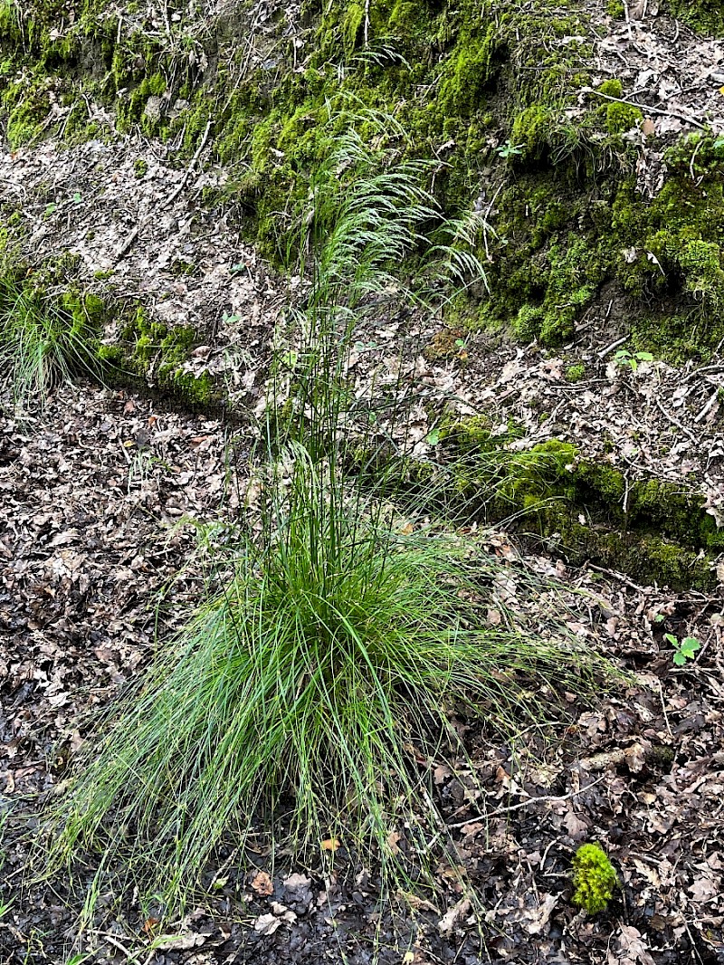 Deschampsia cespitosa - © Charles Hipkin