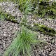 Deschampsia cespitosa