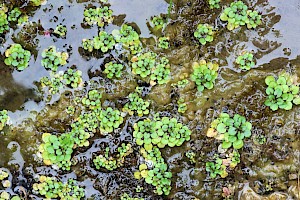 Water-cress: Nasturtium officinale