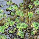 Nasturtium officinale