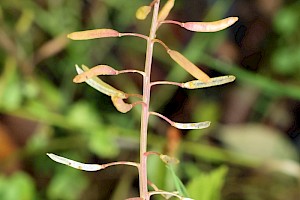 Water-cress: Nasturtium officinale